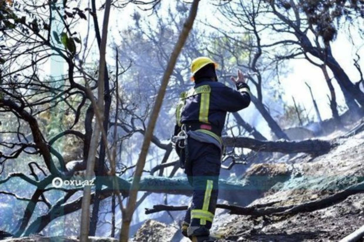 В Огузском районе произошел лесной пожар